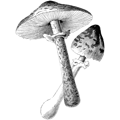 Pomme profile picture