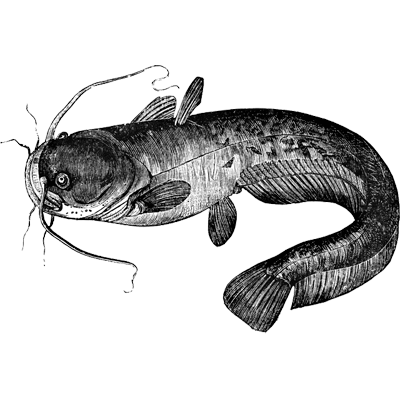 Delphanho profile picture