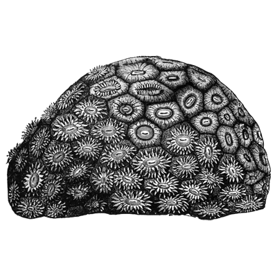 Domingos  profile picture