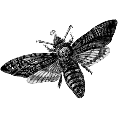 Indra profile picture